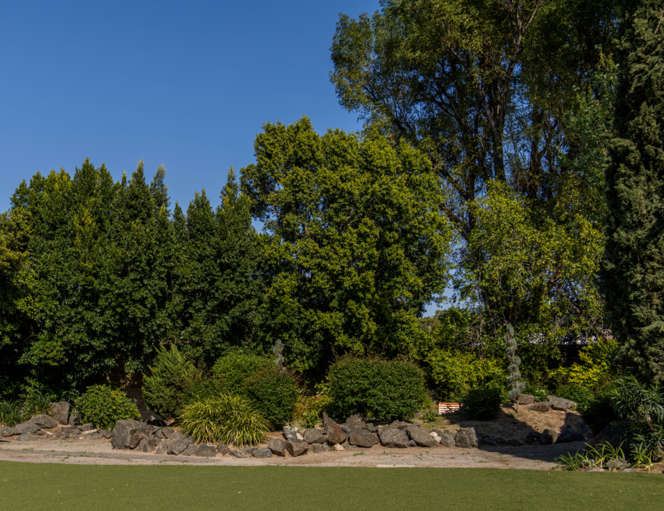 Green trees and grass